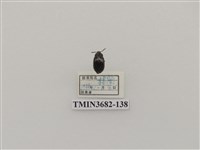 藏品(鞘翅目(2))的圖片